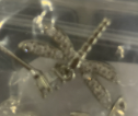 Dragonfly Silver Earrings