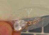 Dangling Crystal Rose Hook