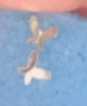 pure silver butterfly